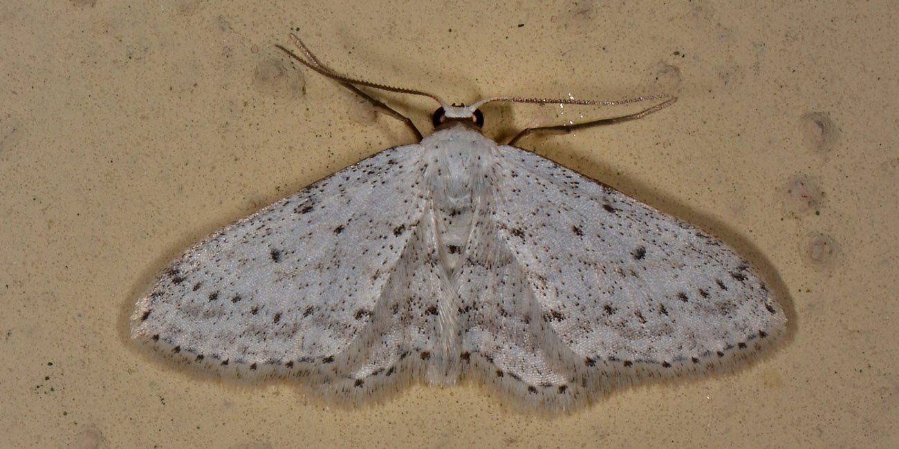 Geometridae: Idaea seriata? S